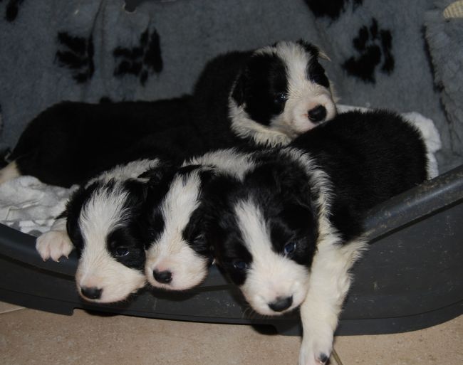 of black mystic river - Border Collie - Portée née le 19/05/2011