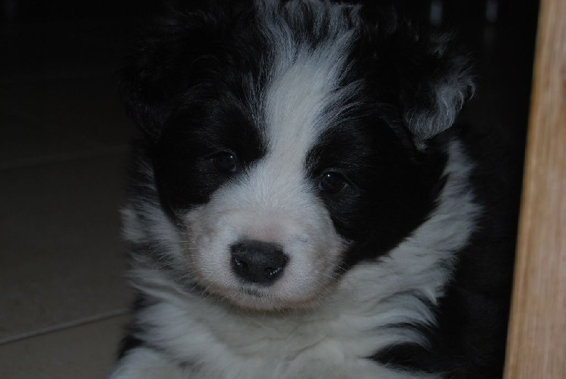 of black mystic river - Chiots disponibles - Border Collie