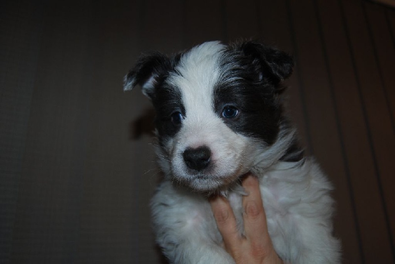 of black mystic river - Chiots disponibles - Border Collie